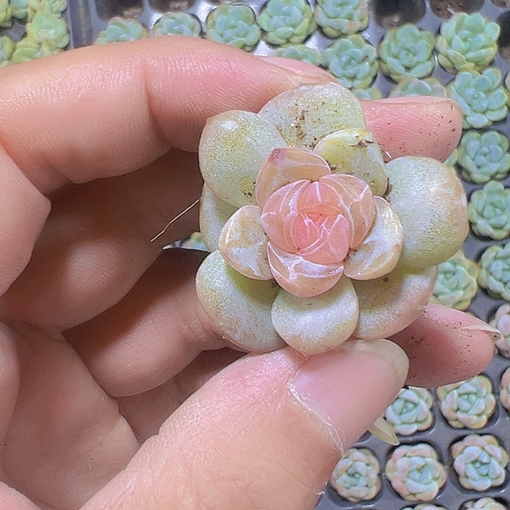 糖心精品多肉植物大战