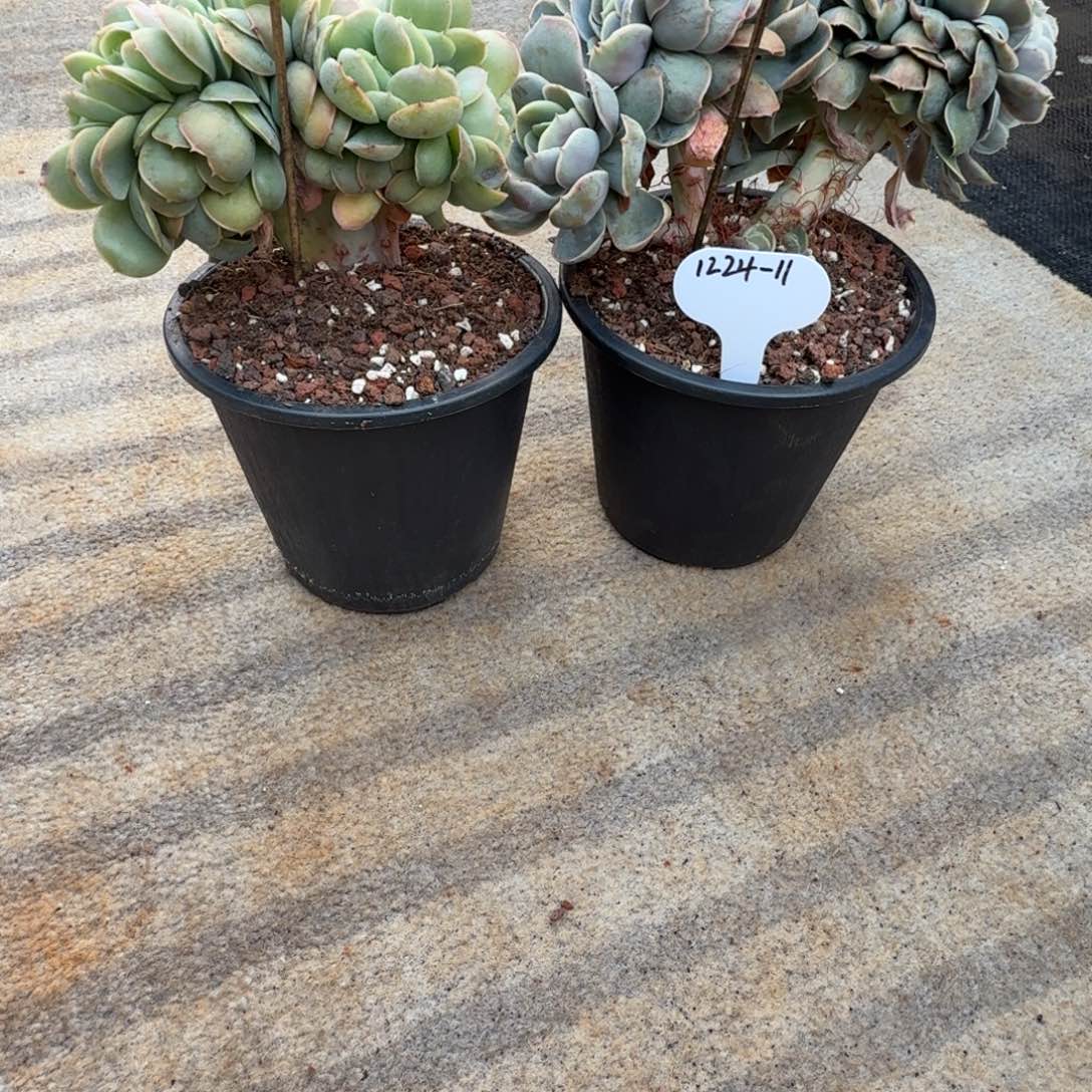 青****1224-11桃花坞缀化两颗