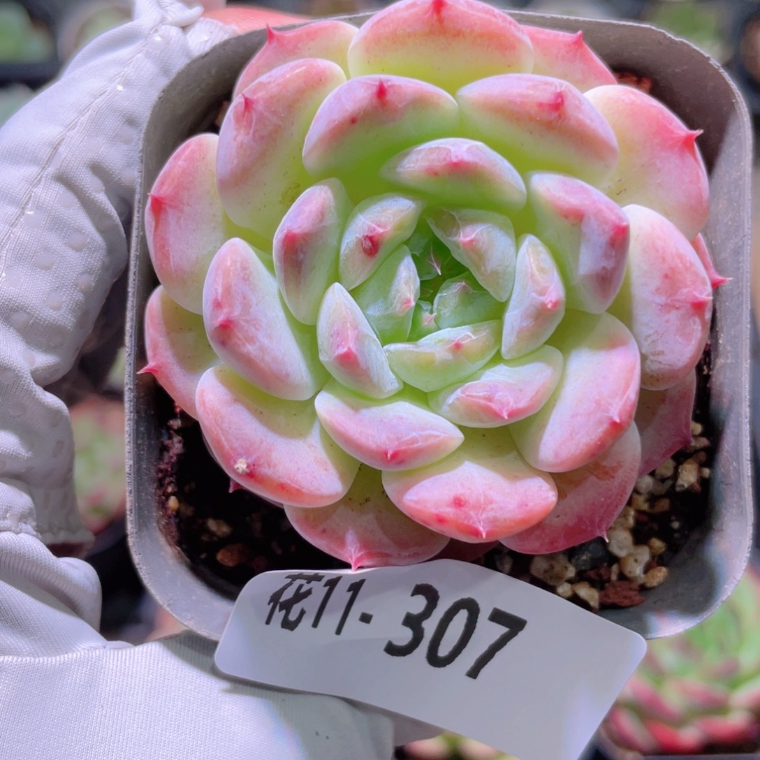 花利美11-307秘境冰魄