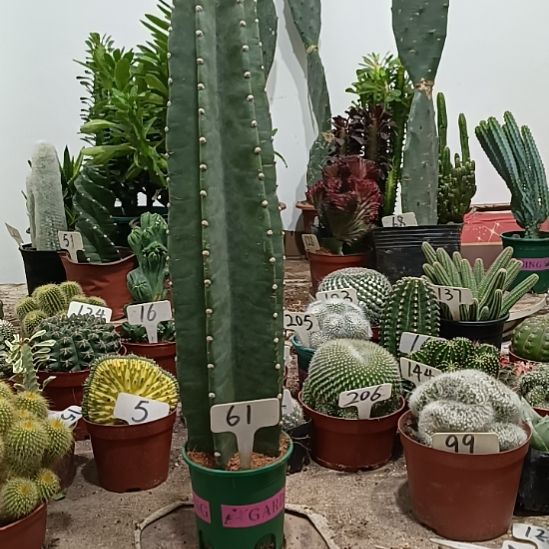 岩***扬当前无花朵，栽培后可花朵量天尺