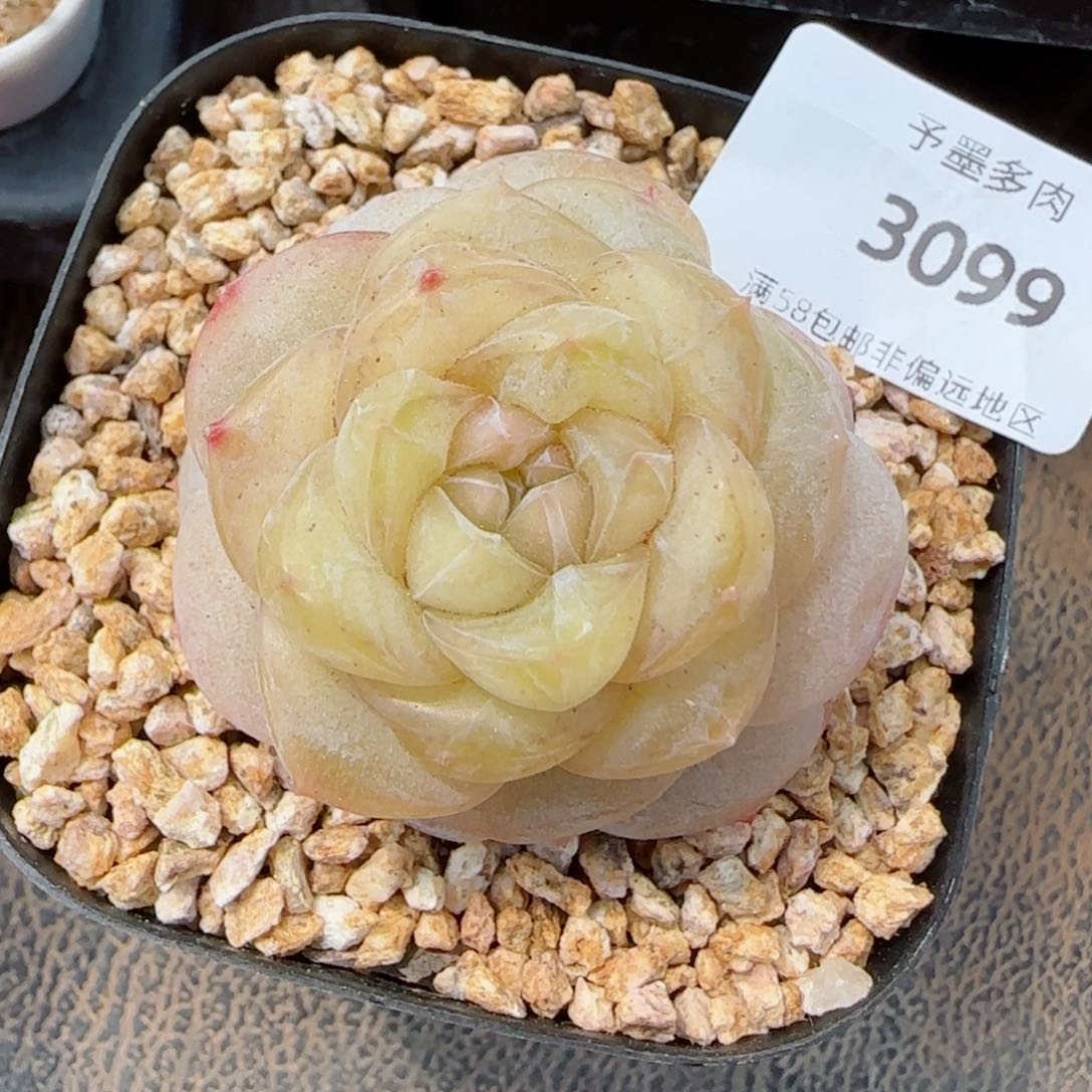 冰奶糖，3099多肉植物