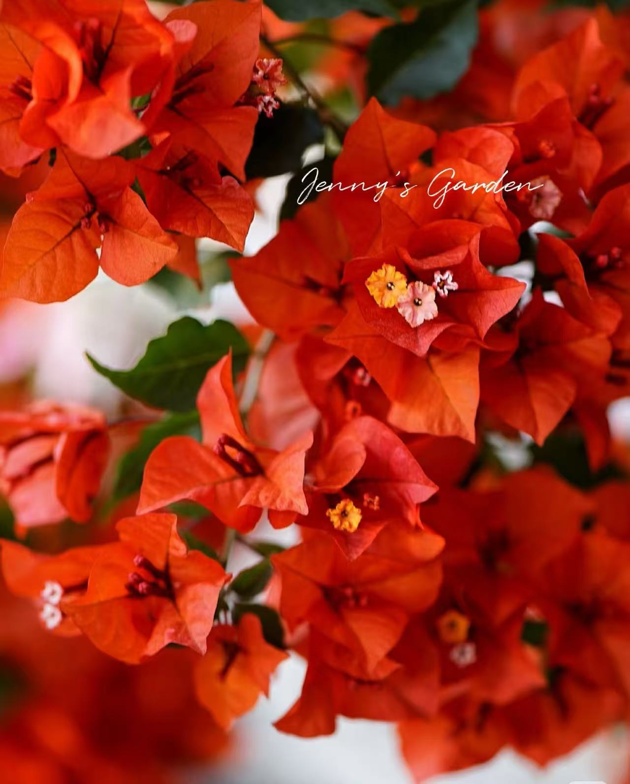 【热火桑巴】优品三角梅盆栽庭院爬藤阳台飘枝