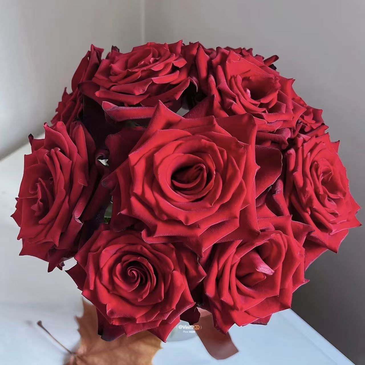 卡地亚大花浓香月季