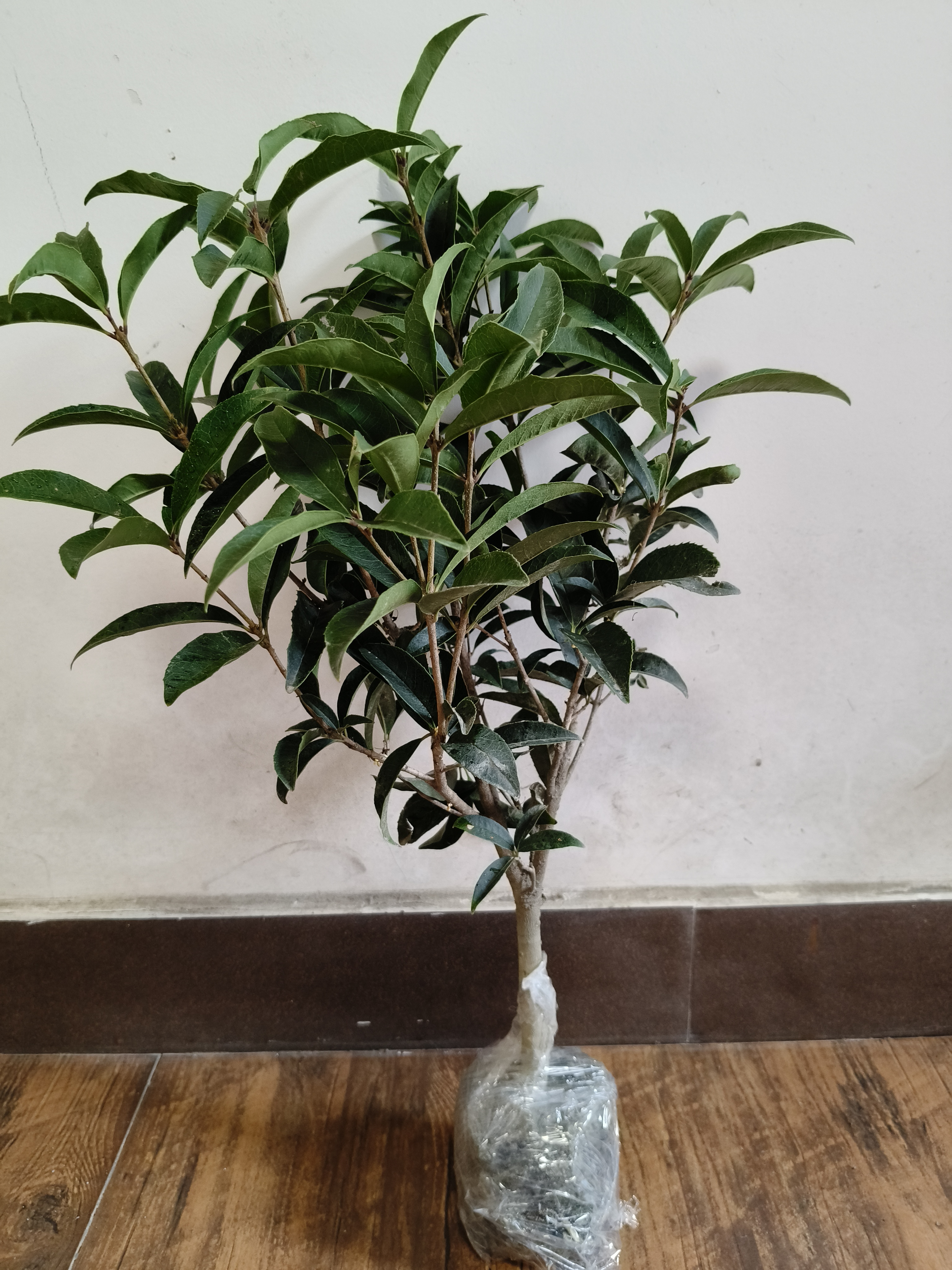 佛顶珠四季桂花桂花盆栽花卉室内原生地栽苗5