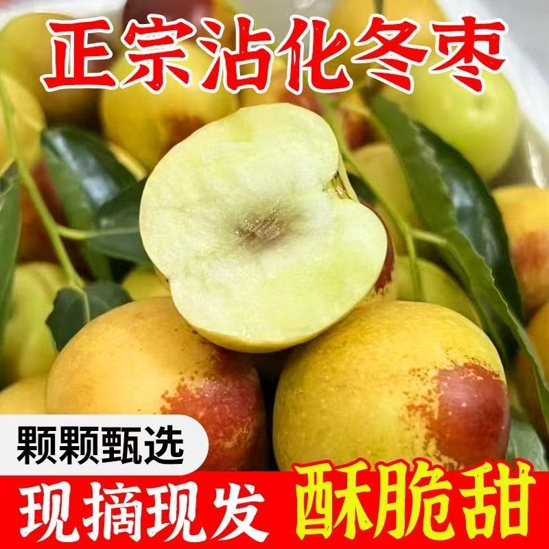 【沾化冬枣】山东果园现摘新鲜脆甜原产地现摘现发