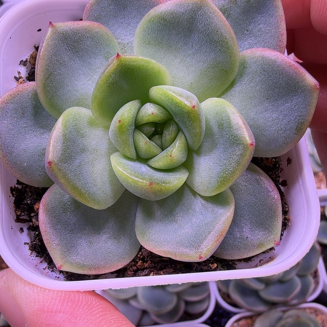 晶晶珍泥一物一拍