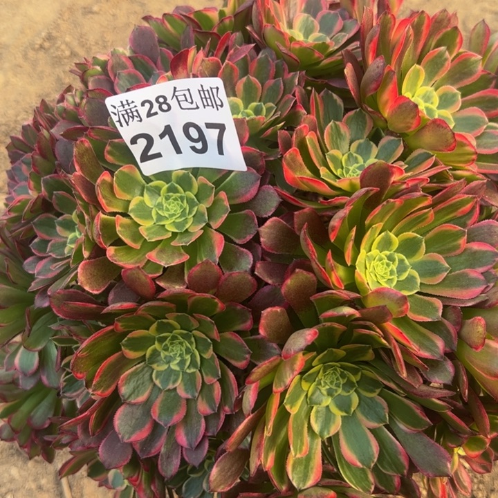 2197朝霞多肉植物