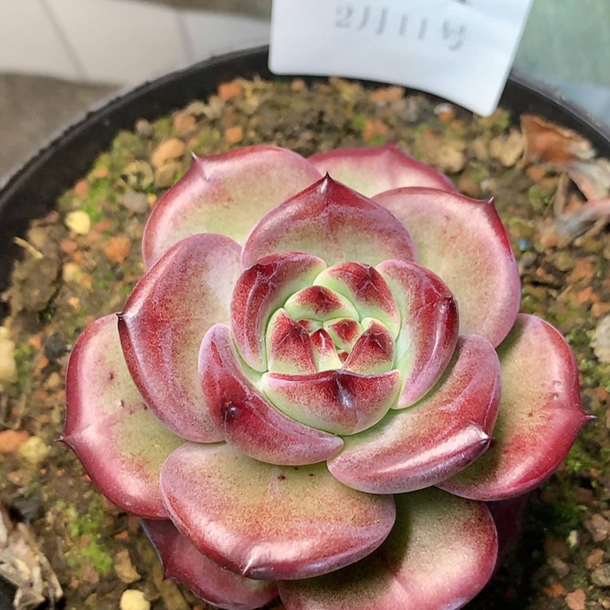 【闪购商品】云204号夜魔侠