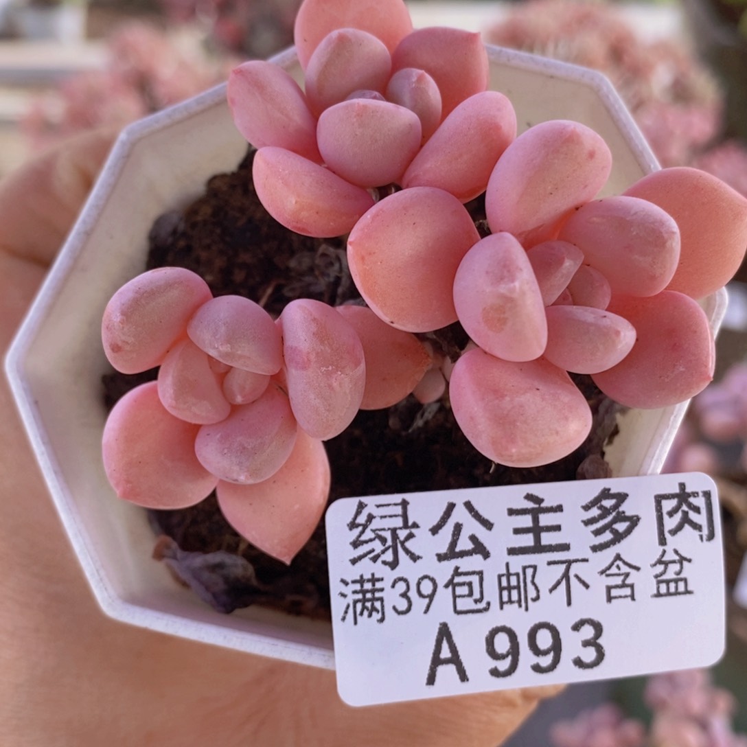粉桃花6cm993多肉植物