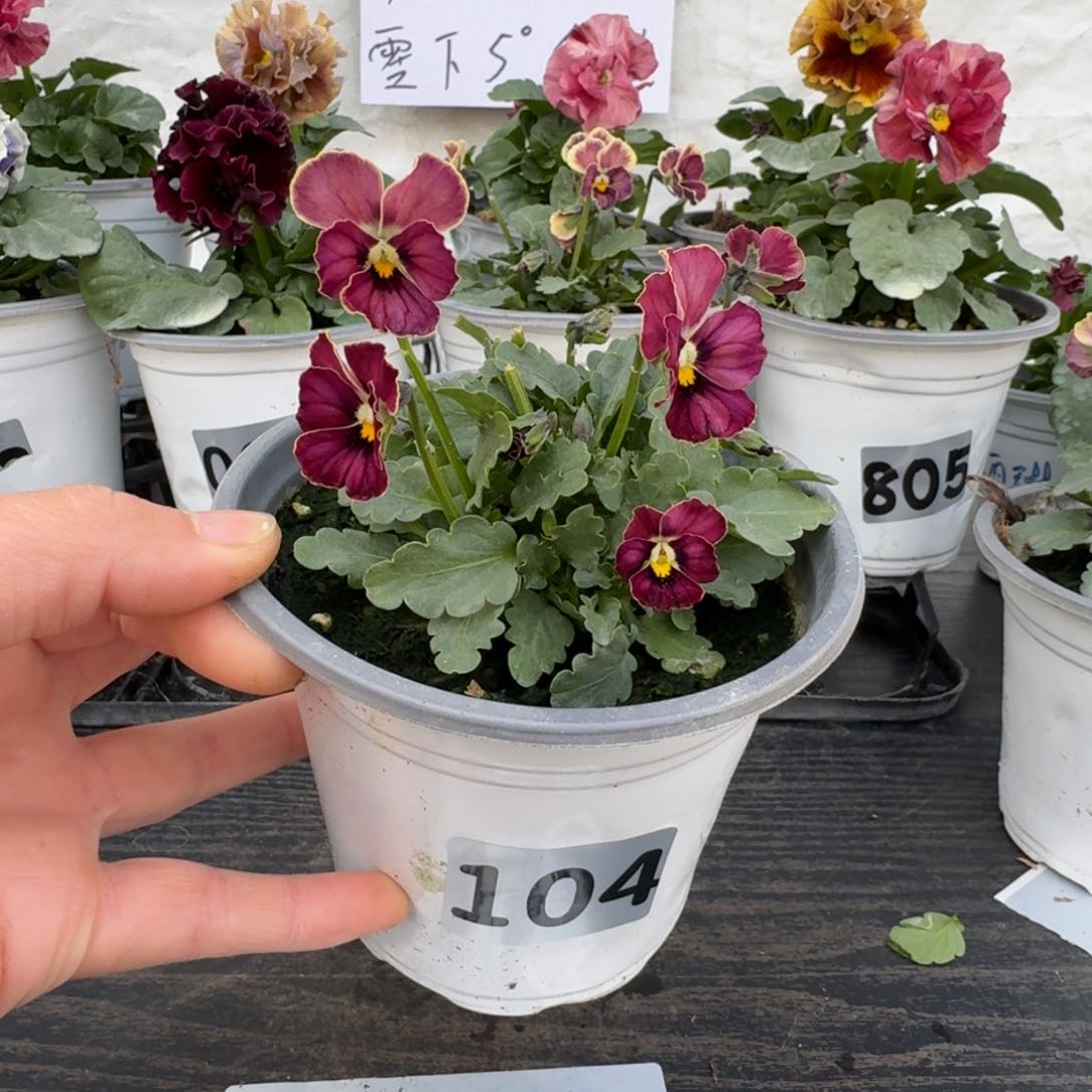 全部花朵104号心跳