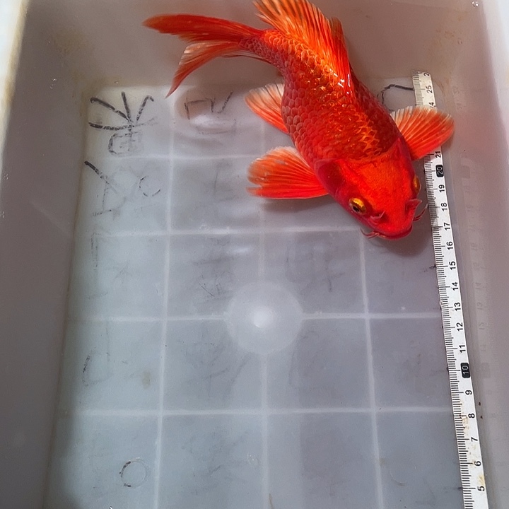 蝴蝶鲤鱼渔场直发82