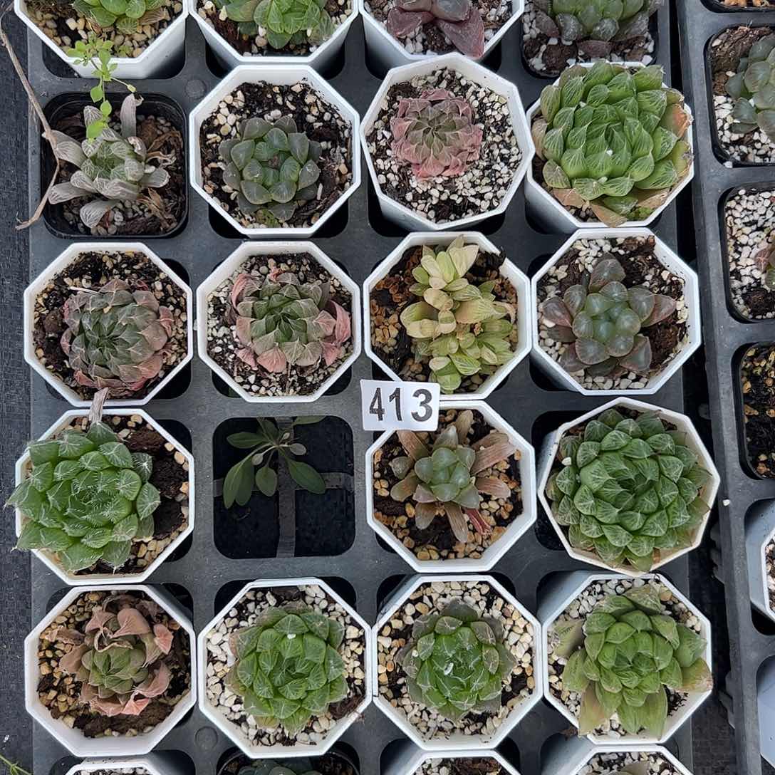 脱土发货十二卷多肉植物满