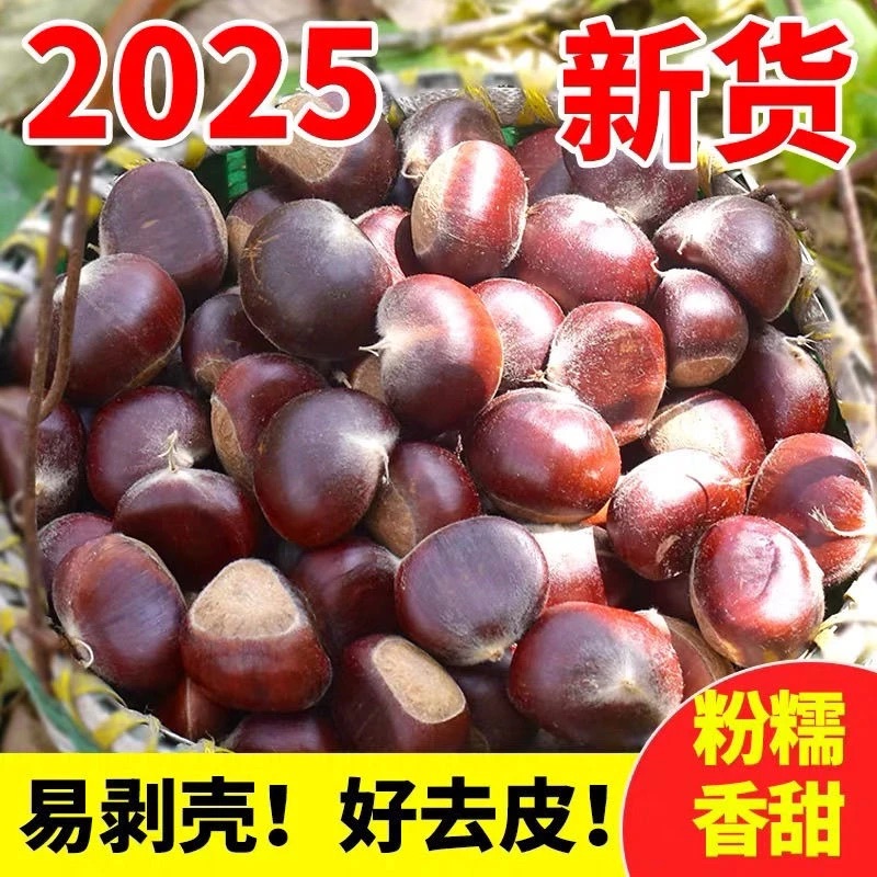 【买3斤送2斤】2025高山老树新鲜板栗现摘现发香甜粉面好剥皮