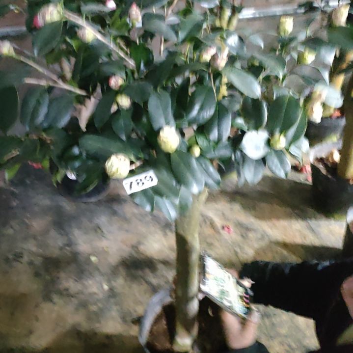 789四品，原盆原土发货