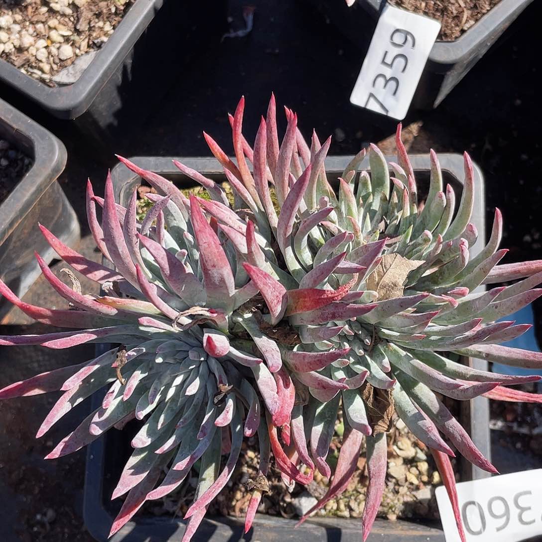 刘丹杂交老桩7360