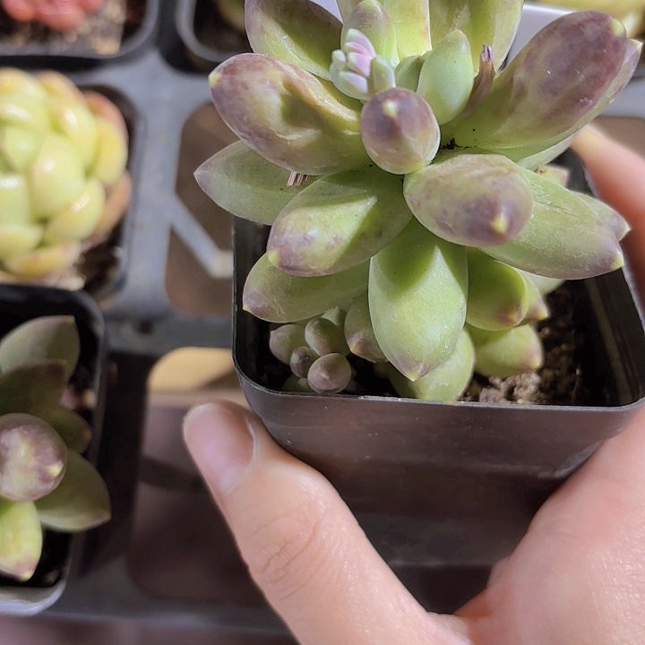 東****?千代田多肉植物 带盆土