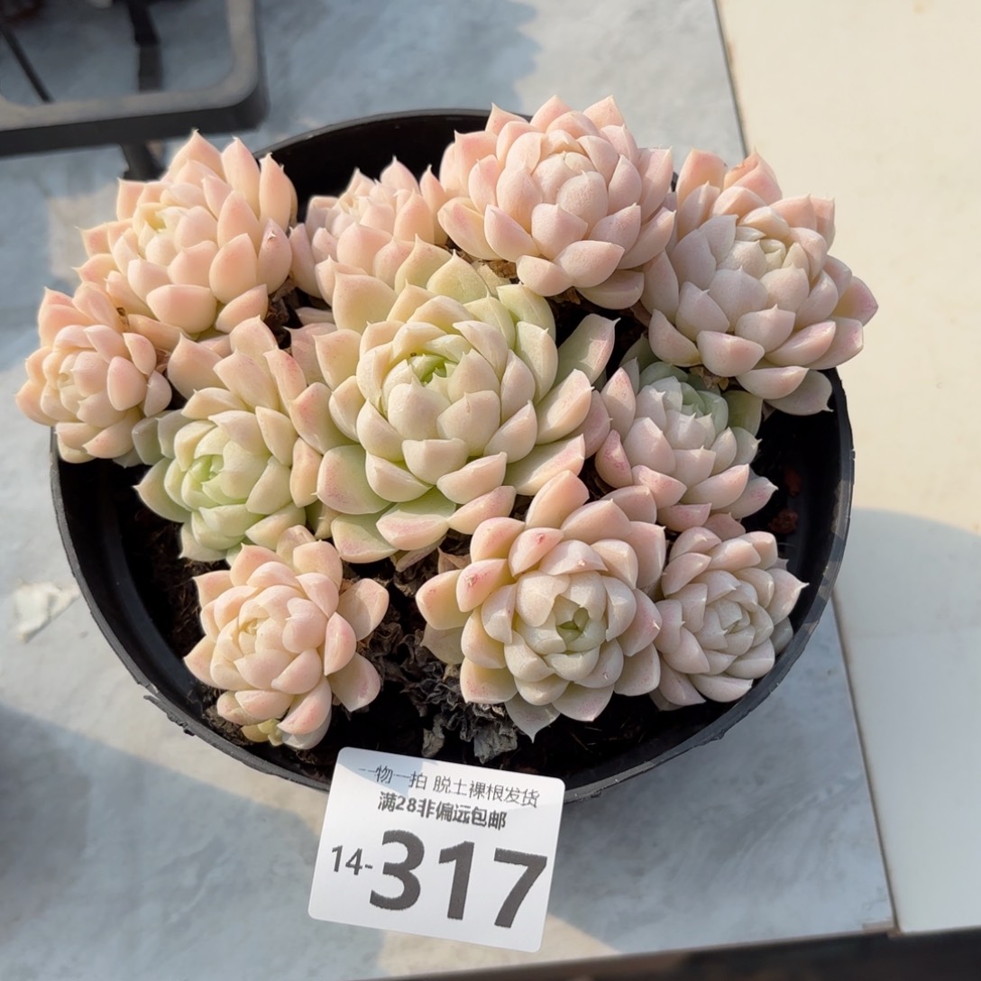 白月影老桩多肉多肉多肉