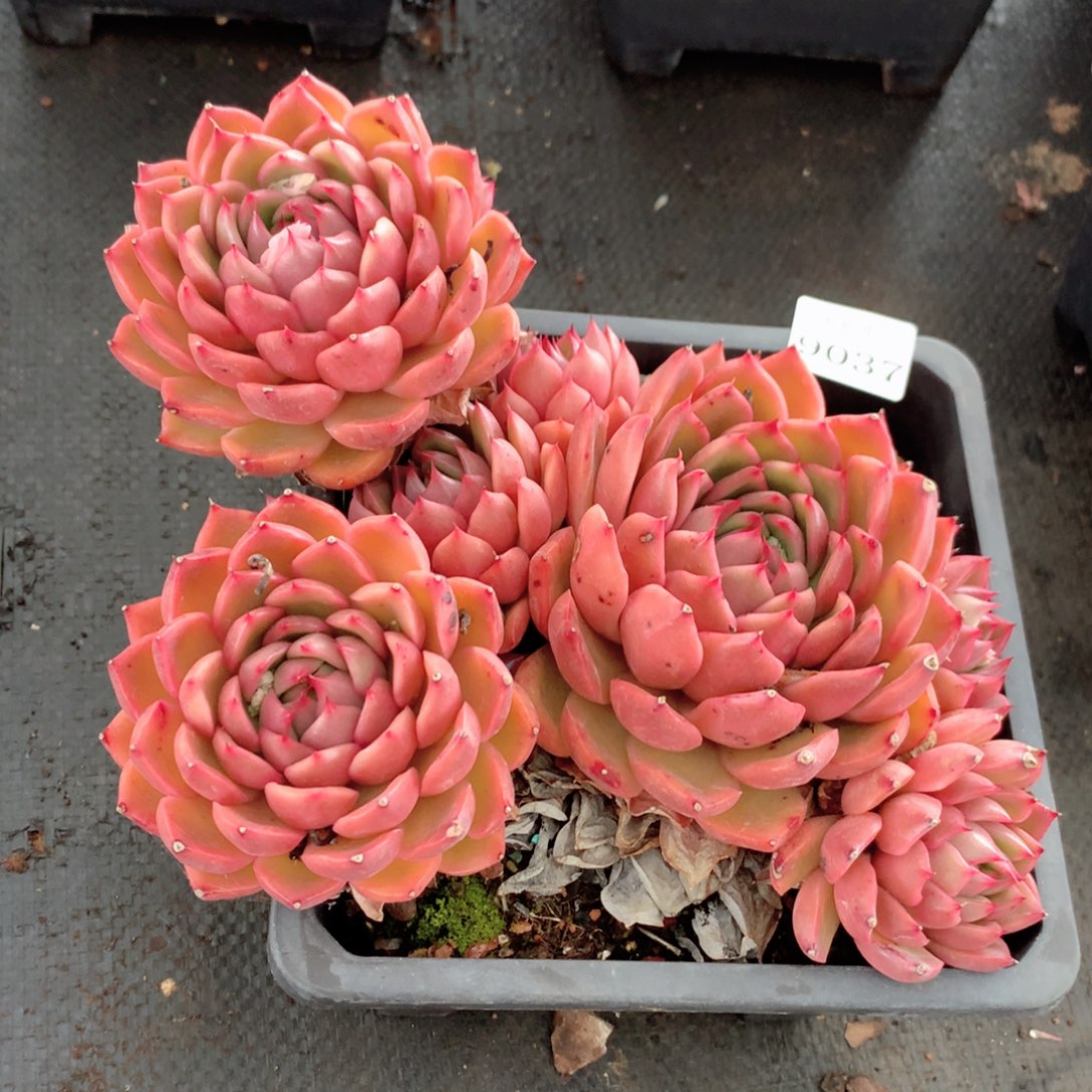 9037杂交多肉植物基地