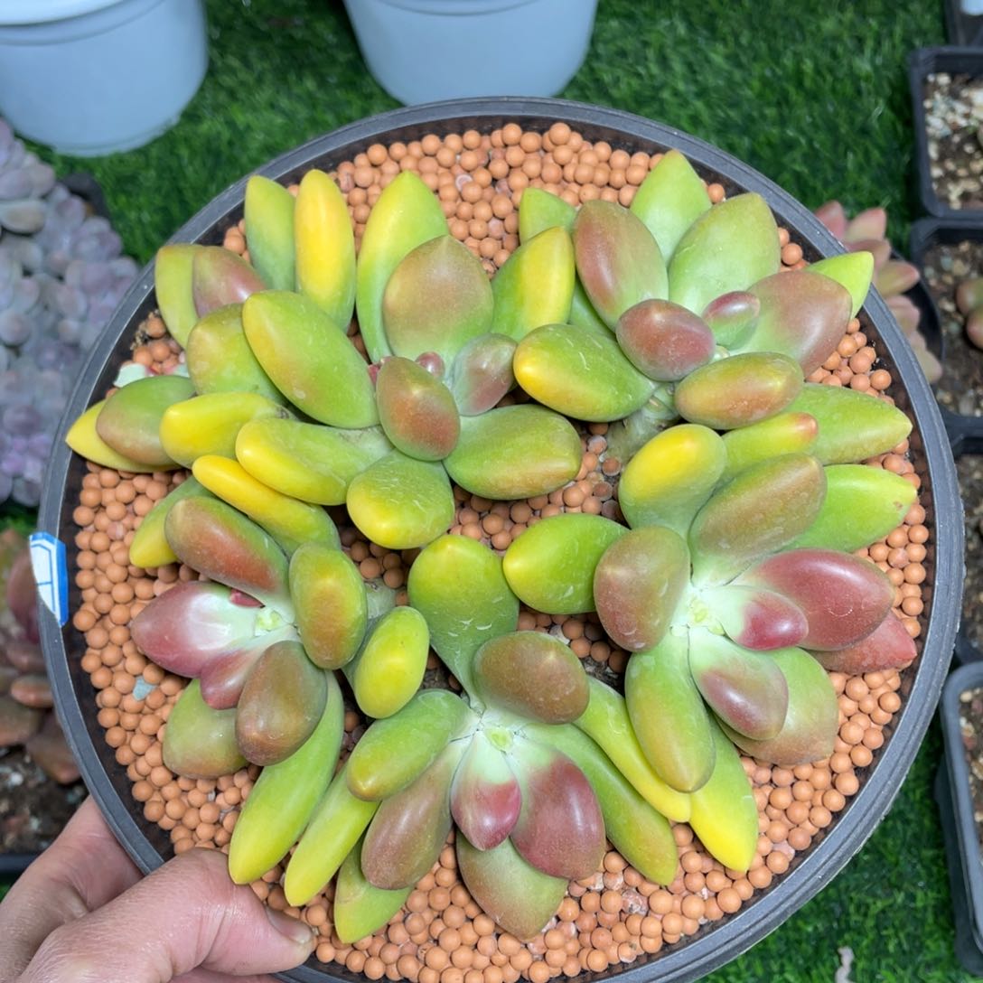 6头芒果奶多肉植物