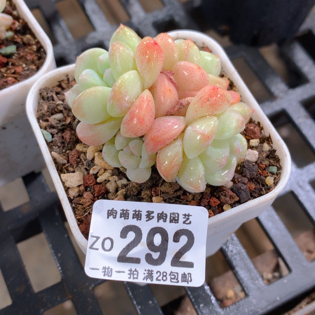 肉萌萌拇指盆精控多肉ZO292
