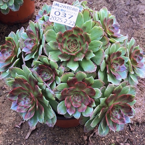 2.22-37红丝绒多肉植物