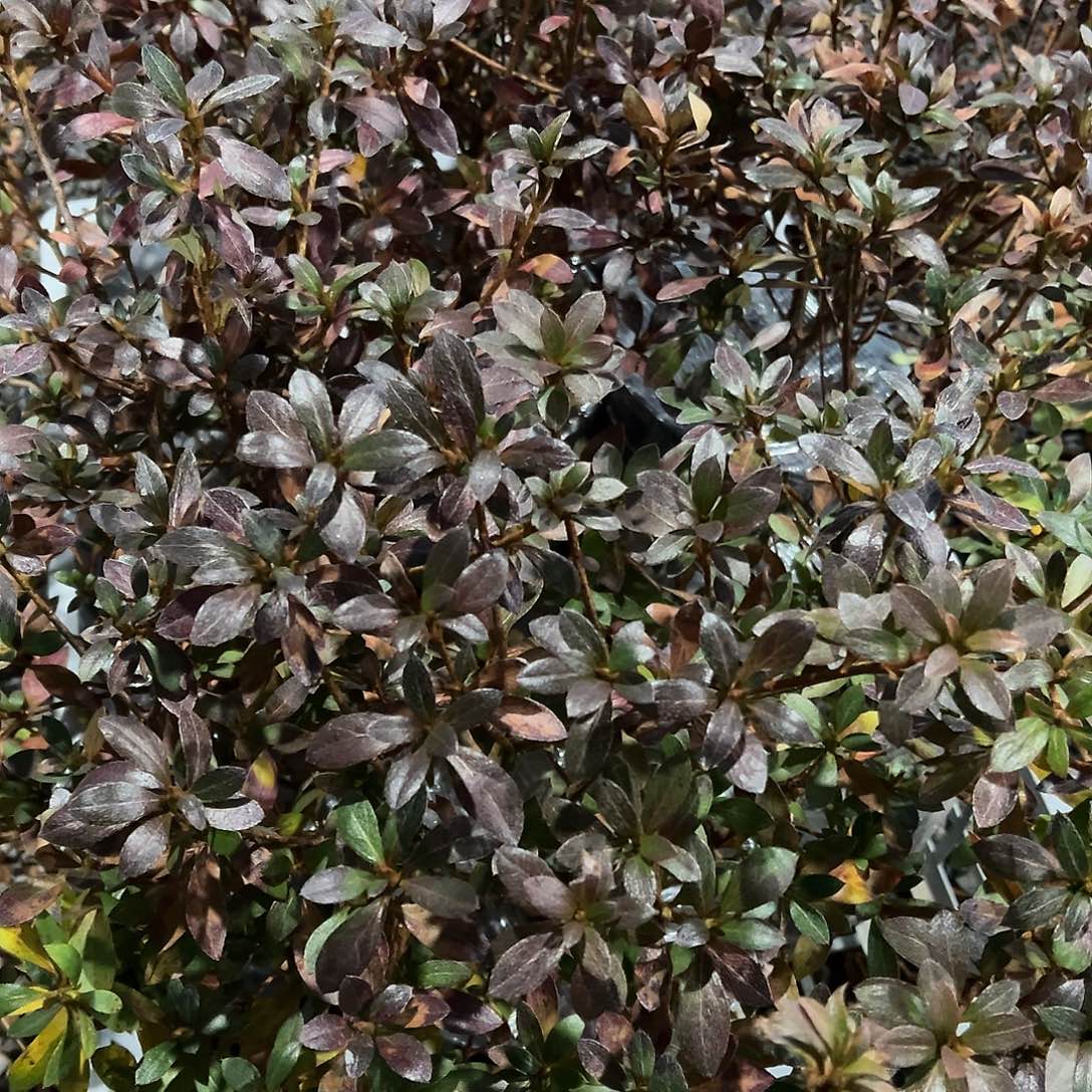 无花朵盆景皋月杜鹃黑红之月