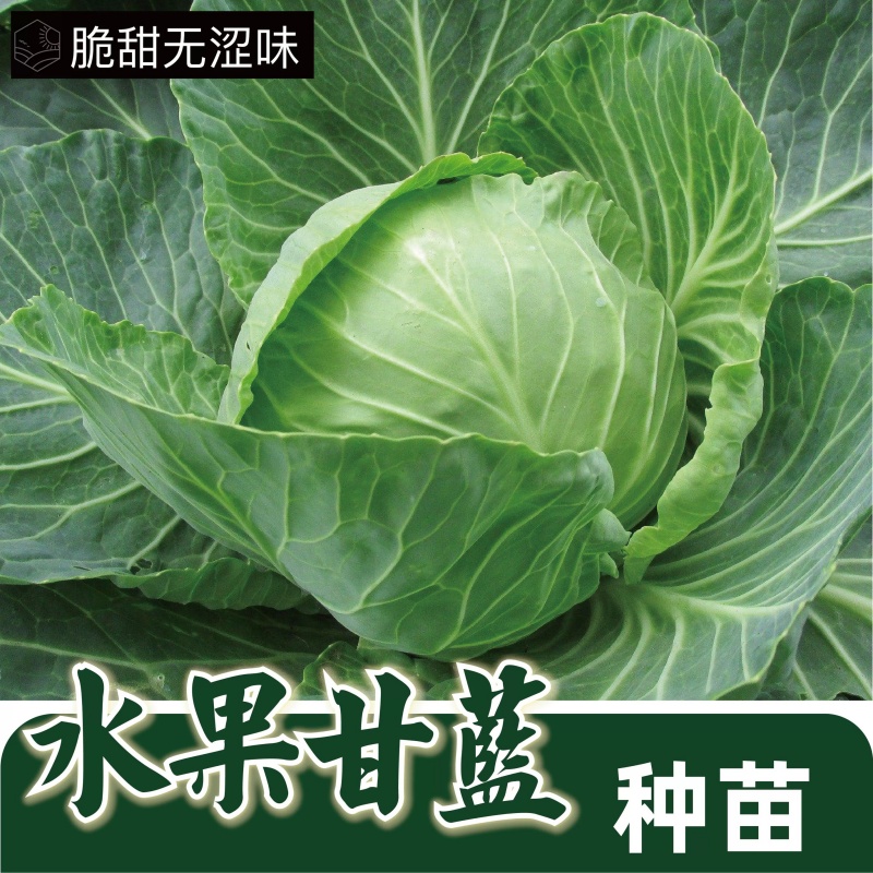 甘蓝种苗春秋牛心甘蓝秧苗皱叶甘蓝籽脆甜无涩味秋冬季节蔬菜秧苗