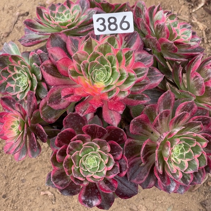 无花朵386万花筒多肉植物