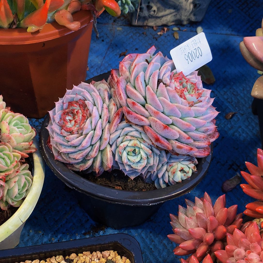 山***边   天鹅绒多肉02006