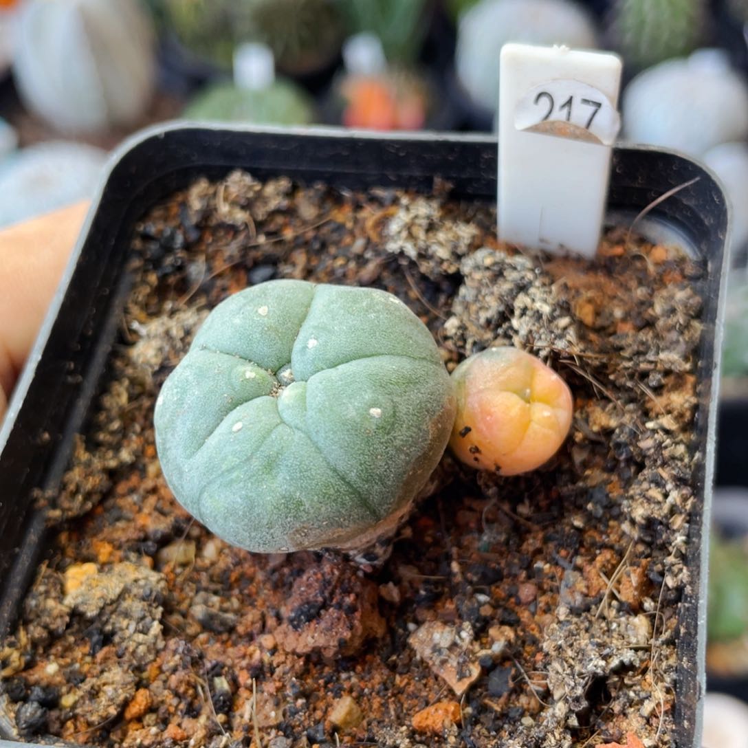 仙人球满28包邮盆口径5公分海鲜锦