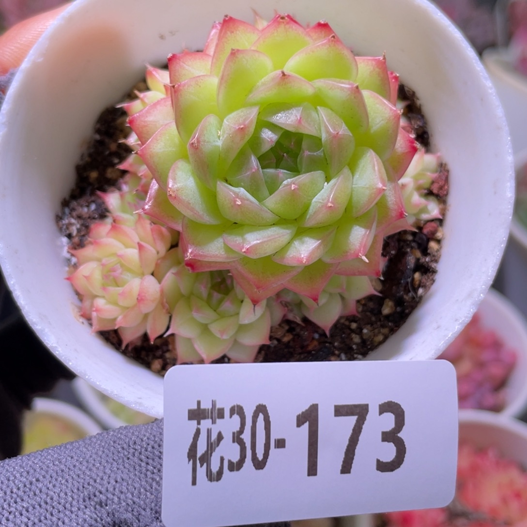花利美30-173海王