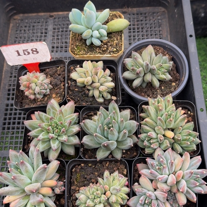 158多肉植物一物一拍
