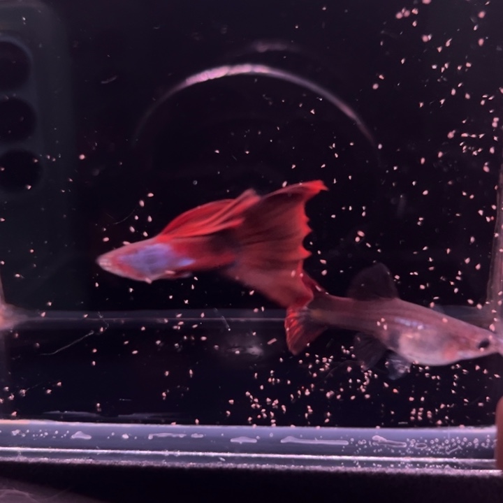 孔雀鱼宝石蓝莫红1对