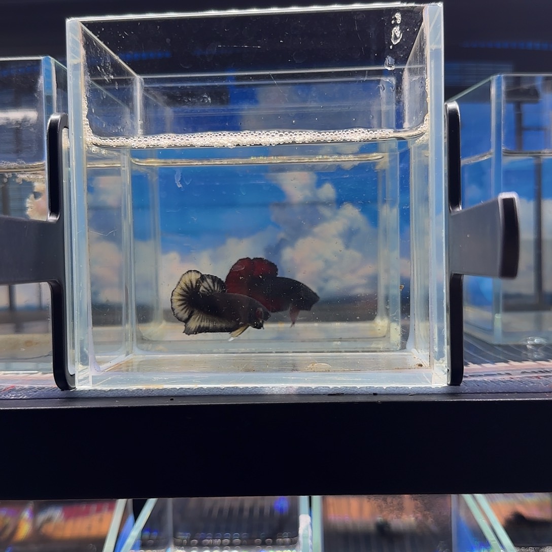 斗鱼精品vip高品质介子王