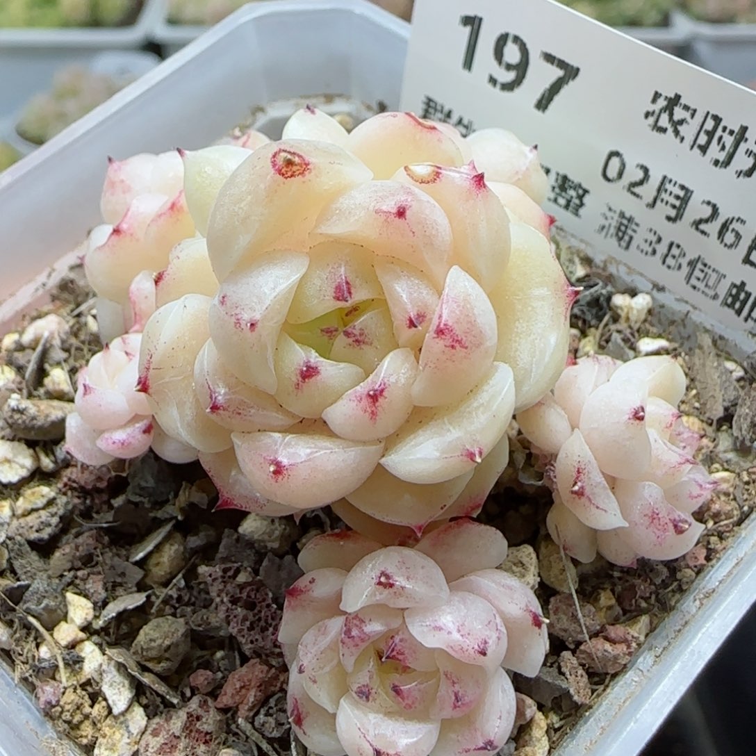 【闪购商品】0226-197麦杆