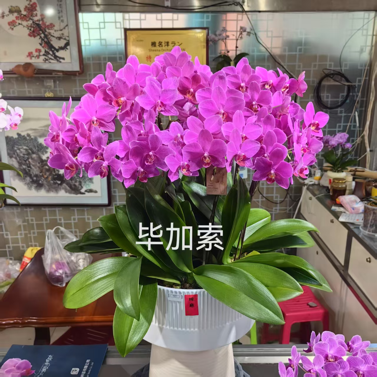 进口洋兰毕加索3.0寸大杯居家送礼室内盆栽 办公室