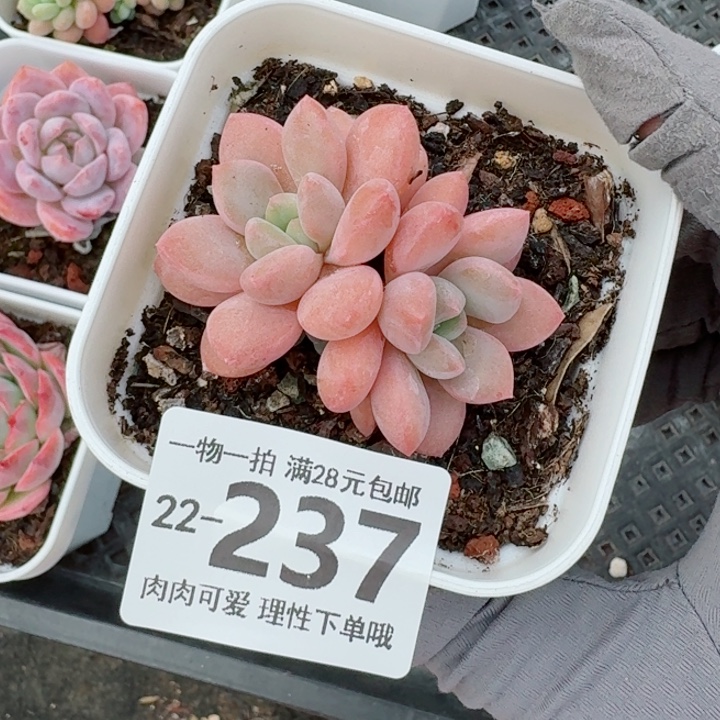 白鹭无盆土无盆土发货