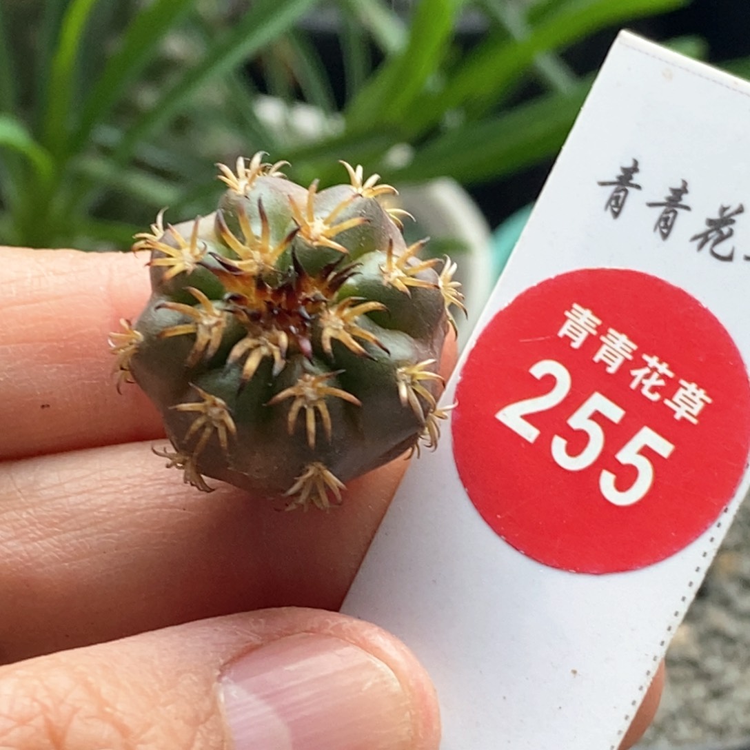 实生猫爪圆盘玉一颗2.2cm