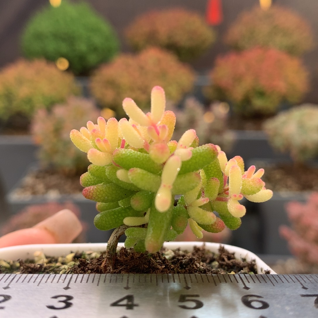 352糖球粉锦枝干番杏