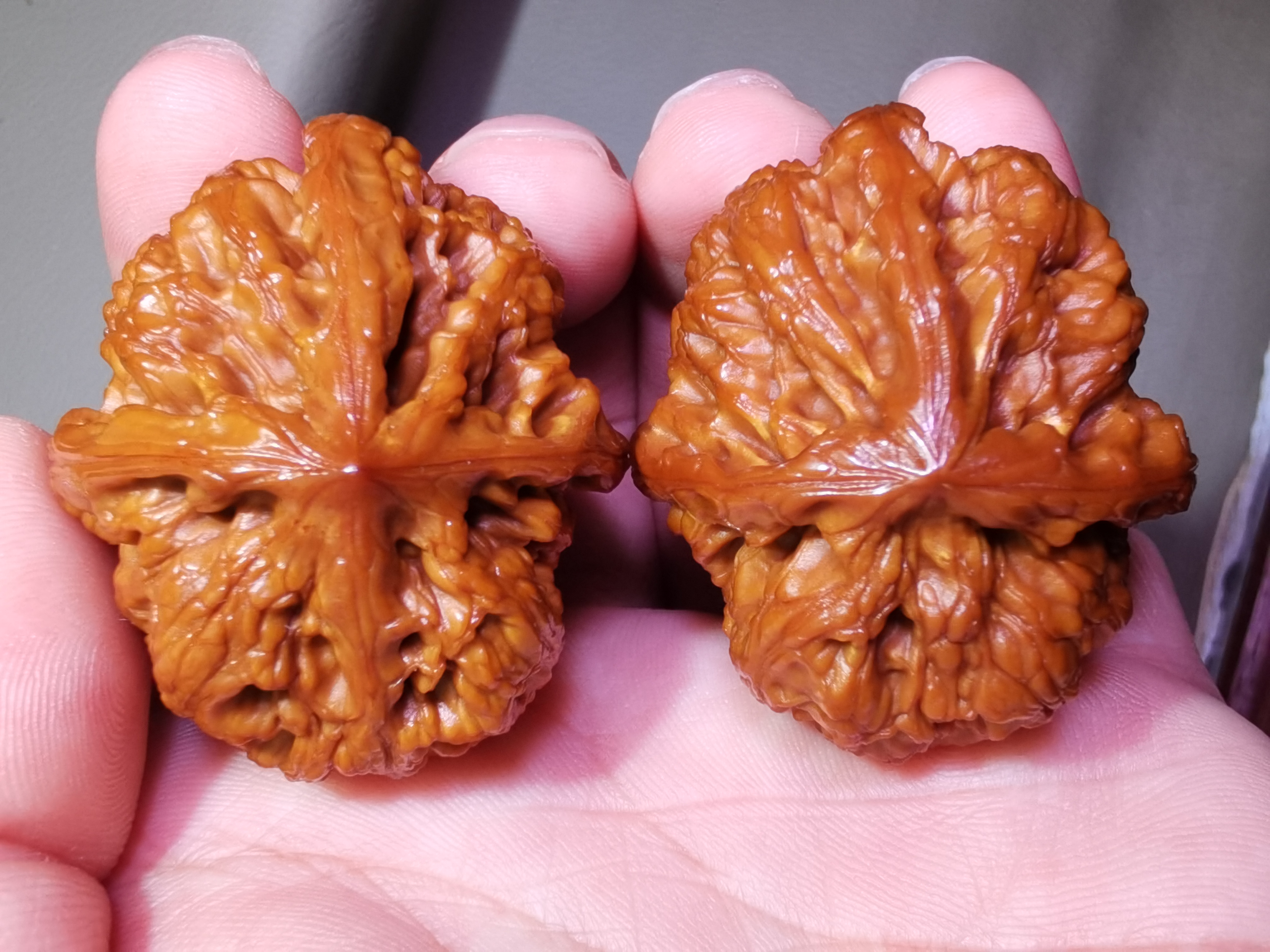 回血华北将军膀三棱精品异形纯天然高油性超颜值盘它您毕业了