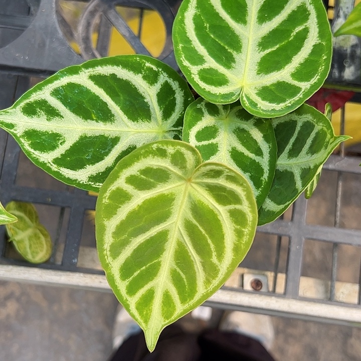 甜***菜完全开放一物一拍R59