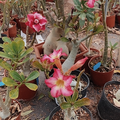 【闪购商品】用****8绿植