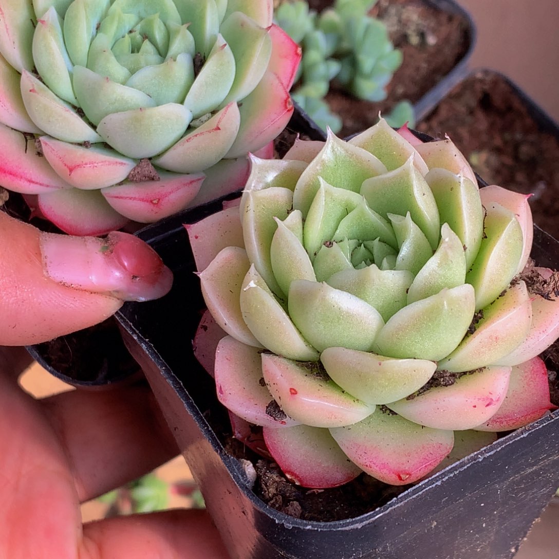 女王麦秆2颗 包邮 多肉