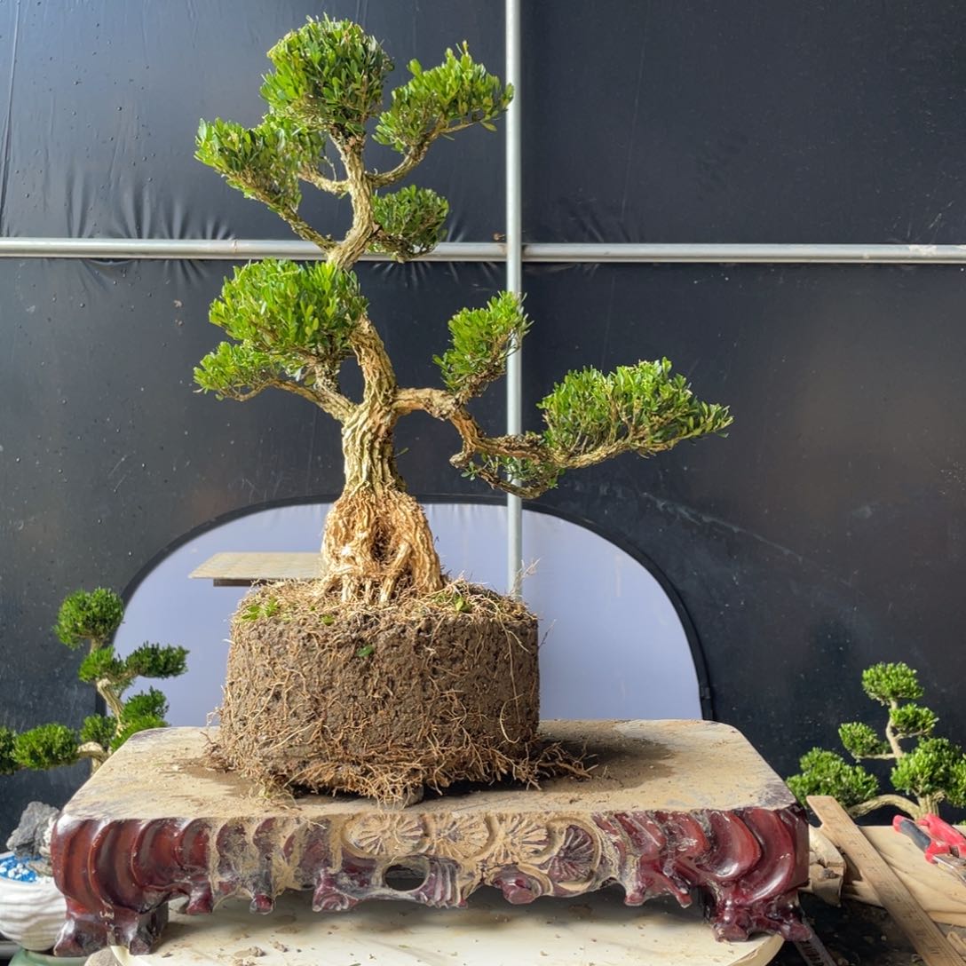 完全开放用****1黄杨盆景