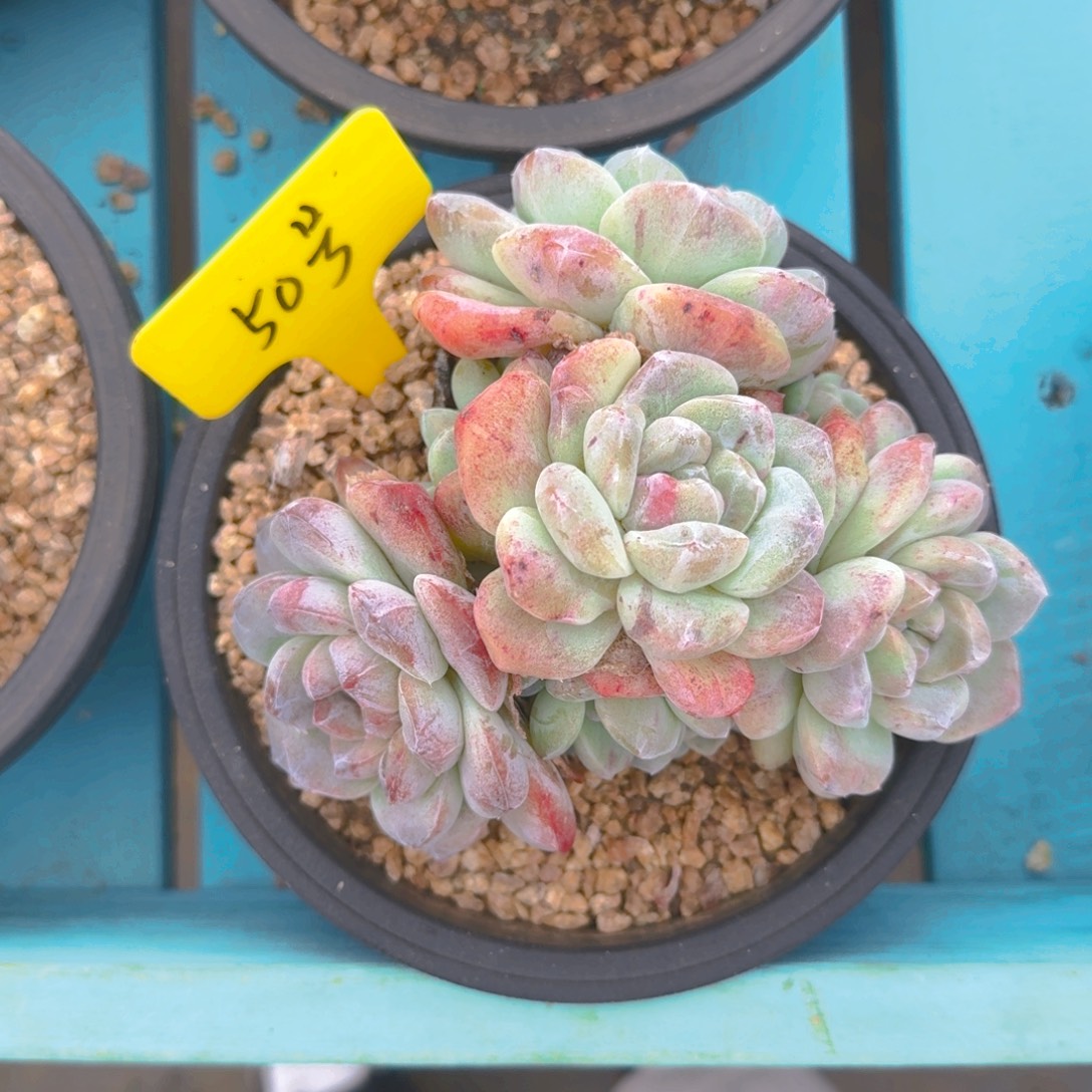 50号多肉111111111