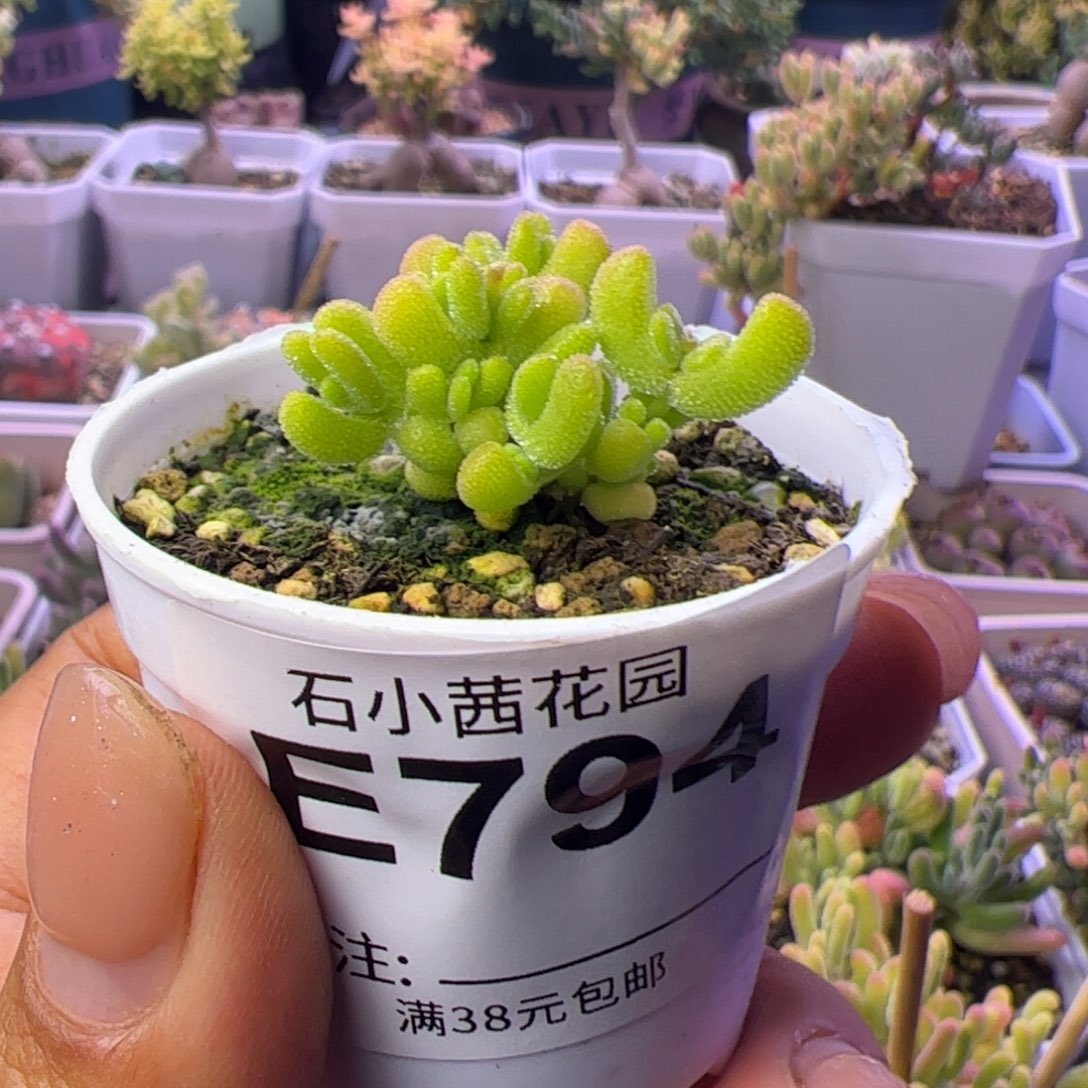 794多肉植物枝干黄金莱斯