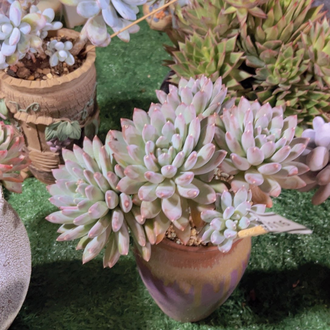 美人杂多肉植物0116