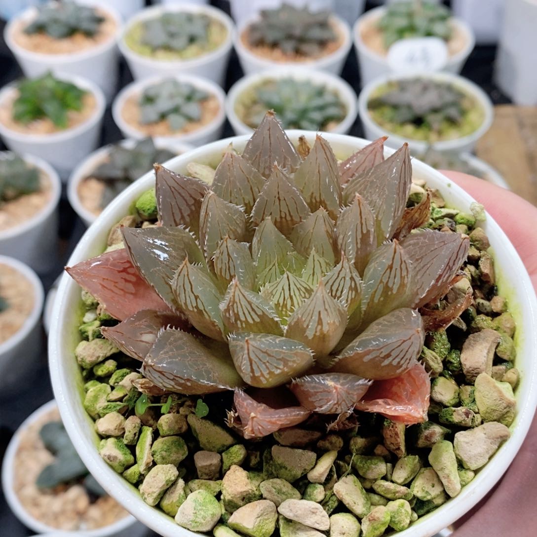 实生寿玉露多肉植物