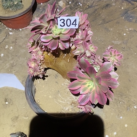 多肉植物法师304女巫朵朵