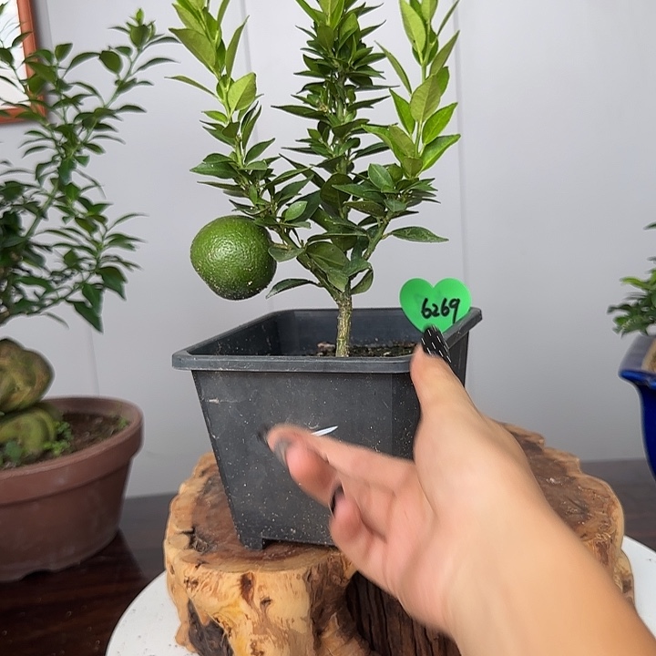 春***意直播间八房柑一物一拍